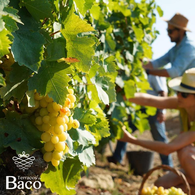 Terracos De Baco Farm stay Ribalonga