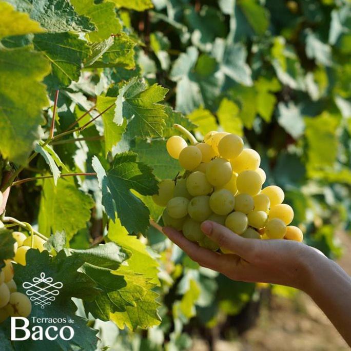 Terracos De Baco * Ribalonga